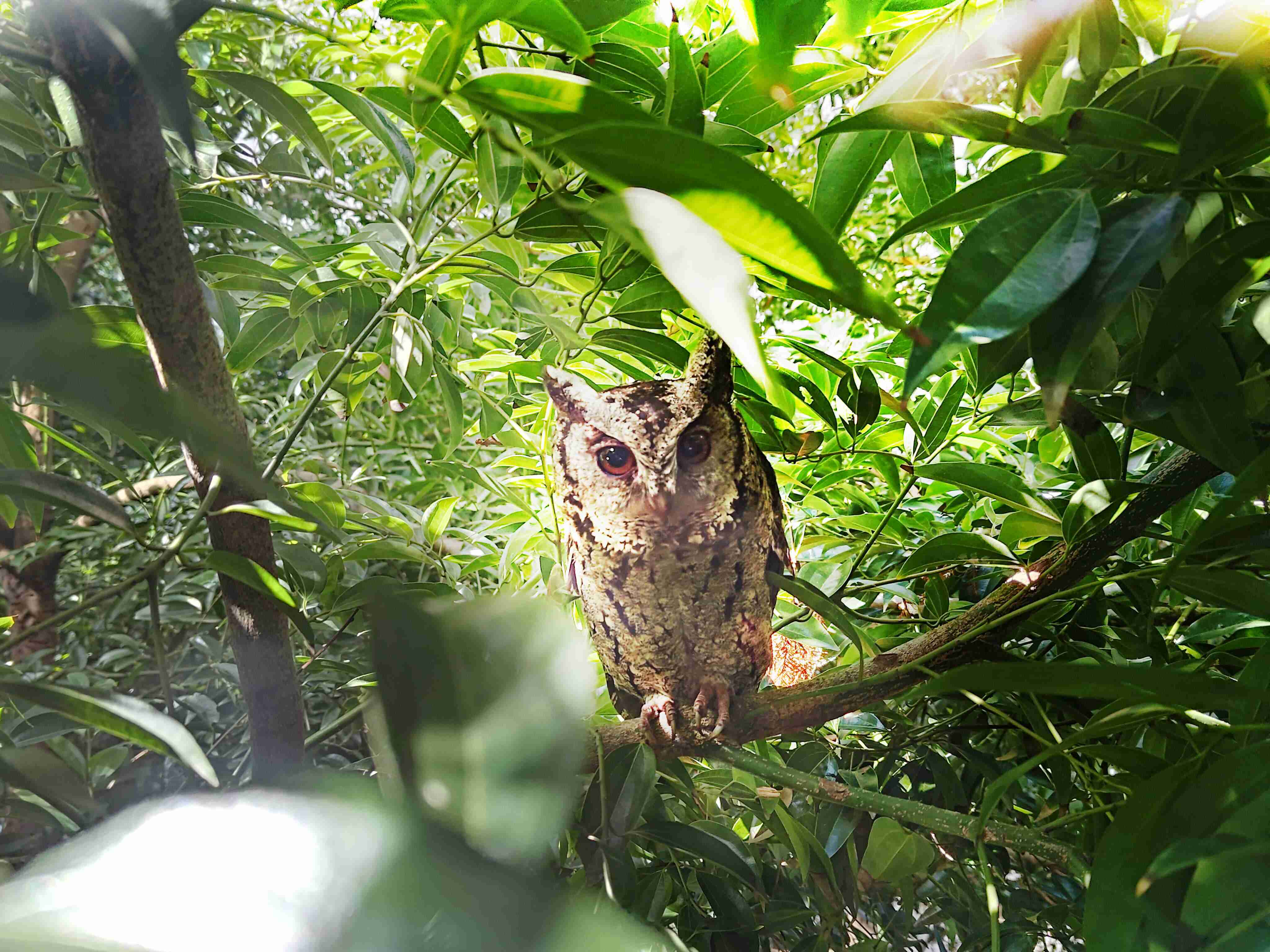 EBpay致力提倡净零绿生活，，，16年以来在全球各厂区植树逾百万棵，，造就各厂区树木蔚然成林，，，，犹如森林工厂，，成为许多生物的栖息地